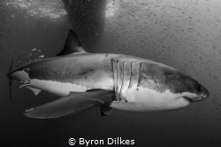 A small shoal of anchovy hitches a ride in the slipstream... by Byron Dilkes 